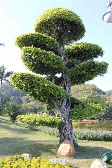 cay tung  bao nhieu loai  nghia phong thuy cua tung loai cay tung