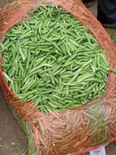 A Grade Pan India Fresh Green Peas Gunny Bag Packaging Size At Rs