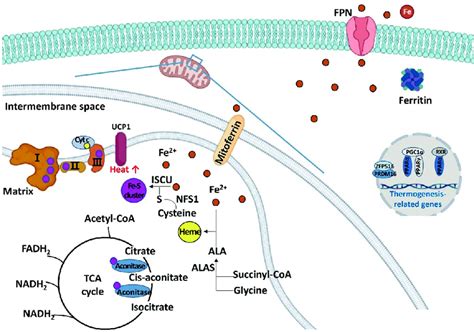Schematic diagram regarding the role of iron in regulating energy... | Download Scientific Diagram