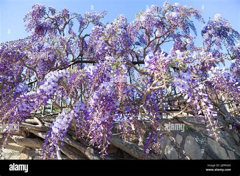 Blue Purple Wisteria Sinensis Flowers Gracefully Cascades Down A Fence