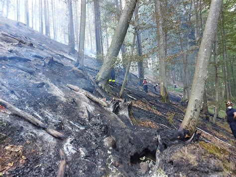 Einsatz Waldbrand Gebüg