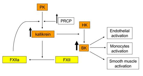 Schematic Representation Of The Prcp Dependent Pk Activation Pathway On