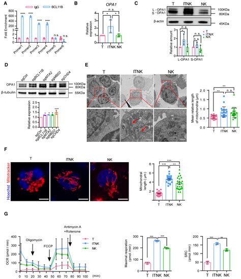 Bcl B And The Nurd Complex Cooperatively Guard Tcell Fate And Inhibit