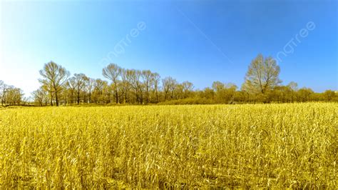 Autumn Naked Oat Field Photography In Inner Mongolia Background Inner