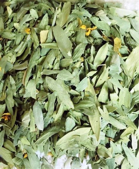 Cassia Angustifolia Senna Leaves Packaging Size Kilogram