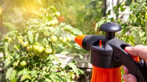 El Abono Casero Que Es Oro Puro Para Revivir Las Plantas Amarillas Y