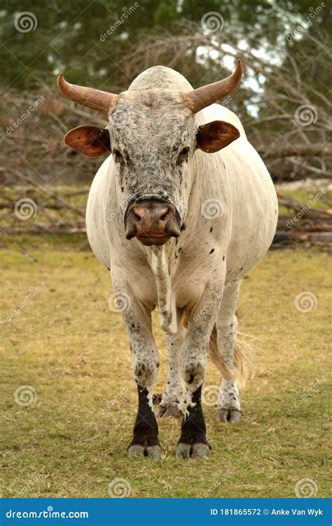 Nguni Bull On East Coast Beach Stock Photo 122185200