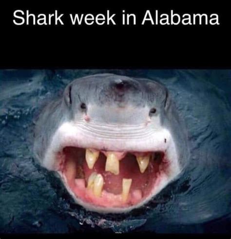 Shark Week in Alabama - Meme Guy