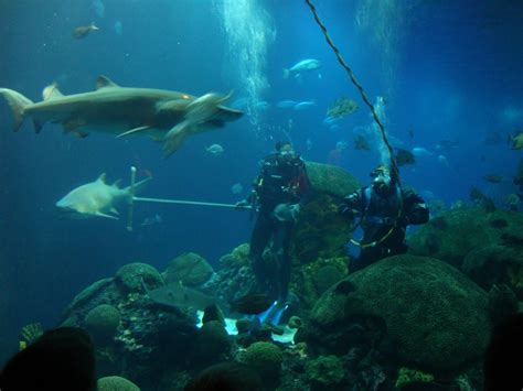 Fairbanks Fun: Chattanooga Aquarium