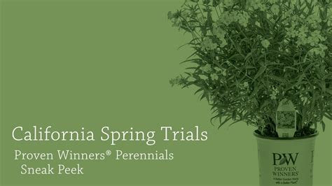 California Spring Trials Proven Winners Perennials Sneak Peek