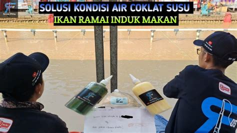 Solusi Mancing Galapung Kondisi Air Coklat Susu Ikan Ramai Induk Induk