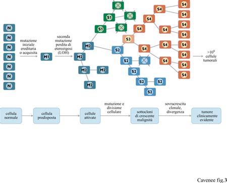 Le Basi Genetiche Del Cancro In Frontiere Della Vita