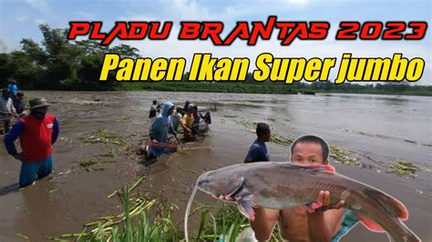 Live Pladu Brantas Youtube