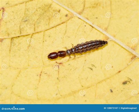 Rhapidioptera Larvae Snakefly Crawling On Leaf Royalty-Free Stock ...