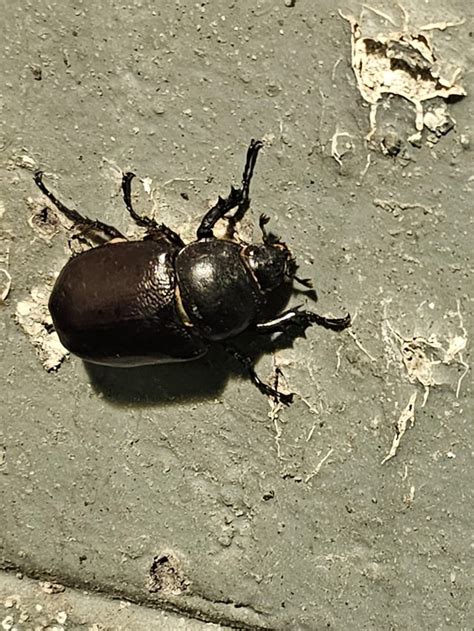 What is this giant beetle? : r/insects