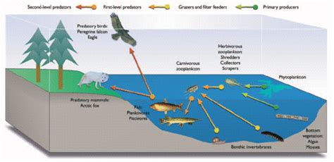 Aquatic Ecosystem (Water Ecosystem) ~ Professional Shiksha