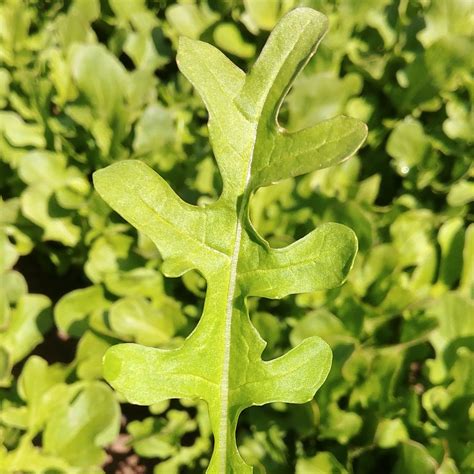 Esmee Arugula – BC Eco Seed Co-op