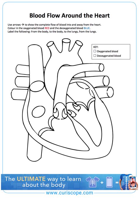 Follow The Blood Around The Heart With Our Educational Resources