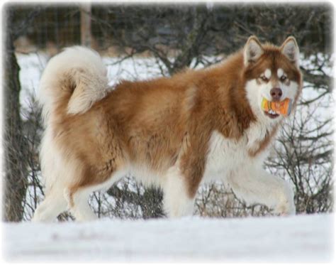 Giant Malamute Giant Alaskan Malamute Alaskan Malamute Malamute Husky