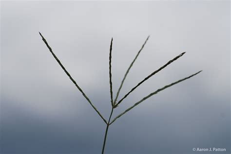 Large Crabgrass | Purdue University Turfgrass Science at Purdue University