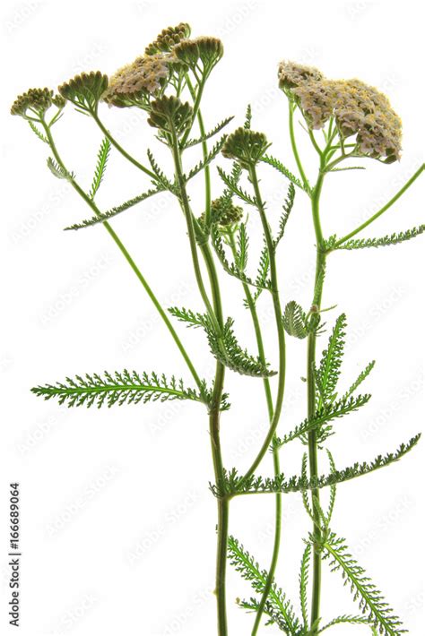 Schafgarbe Achillea millefolium blühende Pflanze vor weißem