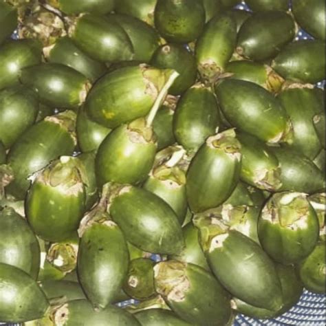 Jual JUAL BUAH PINANG MUDA BERKHASIAT 1 KG Shopee Indonesia