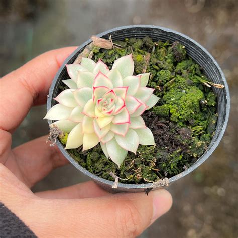 Echeveria Mebina Variegated Let Love Grow Succulent And Cactus