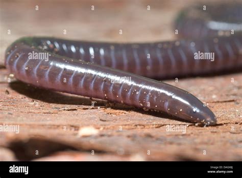 Gaboon Caecilian Herpele Squalostoma Portrait Stock Photo Alamy