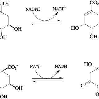 Quantitative Measurements Of NAD H And NADP H Levels In Rice