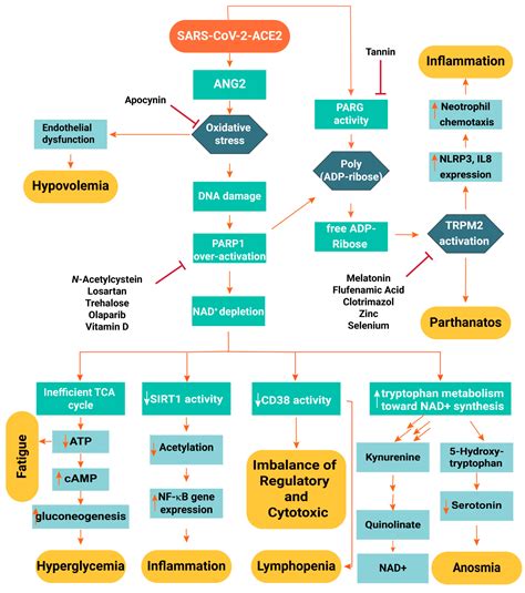 Ijms Free Full Text The Molecular Basis Of Covid Pathogenesis