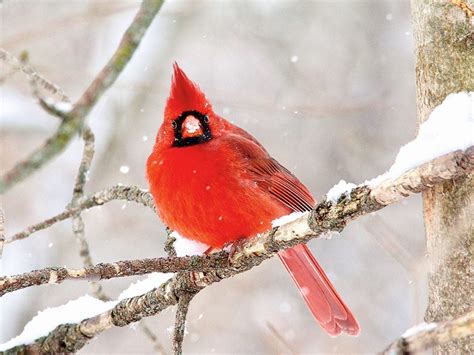 Canadian Birds Captured On Camera Our Canada