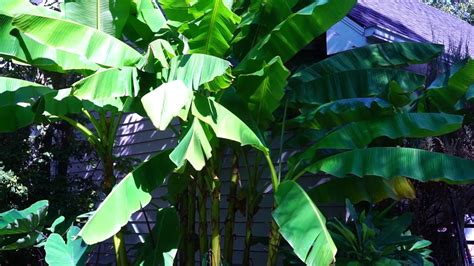 Protecting Banana Trees During Winter Youtube