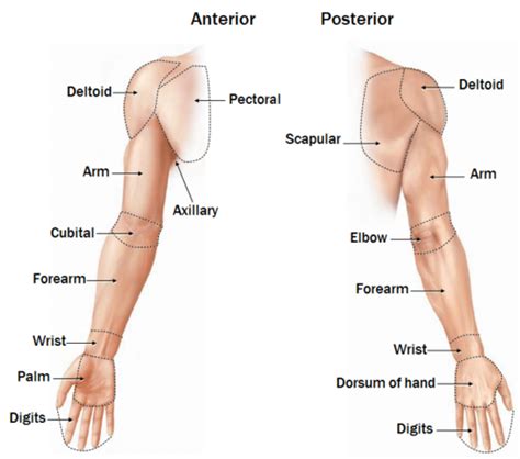 Clinical Anatomy Lecture Upper Extremity Osteology And