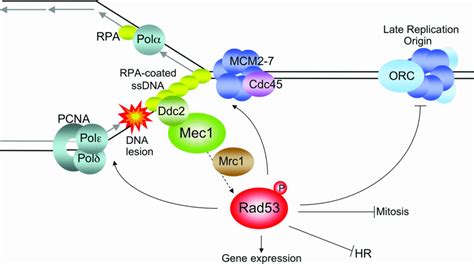 The Sphase Checkpoint Targeting The Replication Fork Segurado