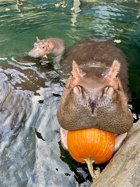 Cincinnati Zoo on Twitter: "🎃🎃🎃🎃🎃"