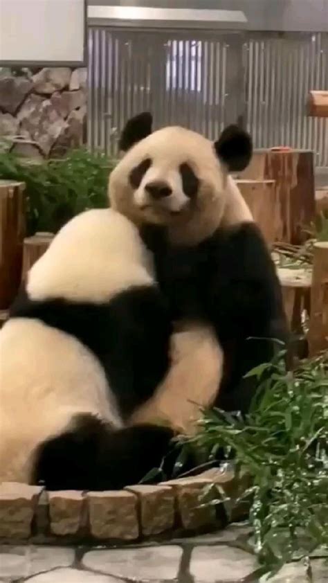 Pin On Panda Licious Cuteness Cute Panda Videos