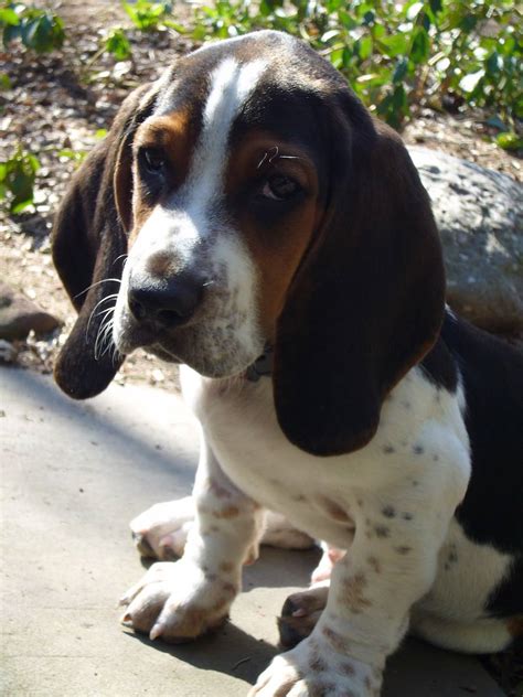 Basset Hound Puppy Pictures Information | Puppy Pictures and Information