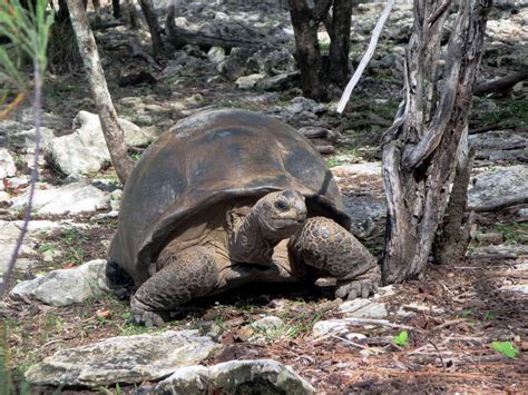 Some 100000 Giant Tortoises Aldabrachelys Gigantea Range Across