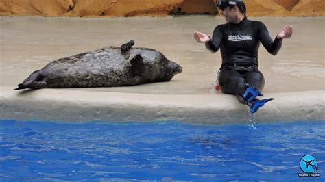 Miami Seaquarium o maior aquário da Flórida Viajando e Viajando