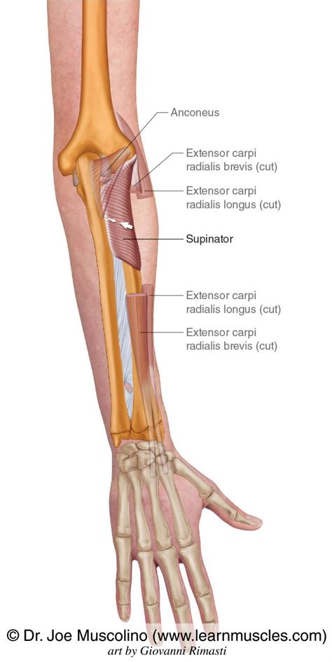 Supinator - Learn Muscles