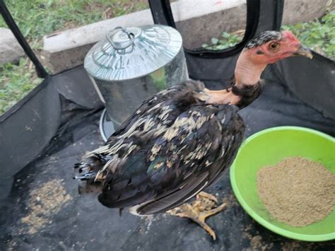 Stray Naked Neck Help Sexing Backyard Chickens Learn How To Raise