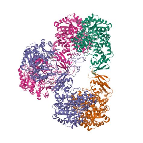 Rcsb Pdb Wtd Cryo Em Structure Of Human Pyruvate Carboxylase With