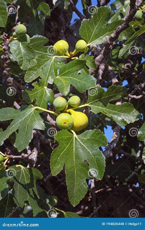 Ramas De Higuera Con Hojas Y Frutos Foto De Archivo Imagen De