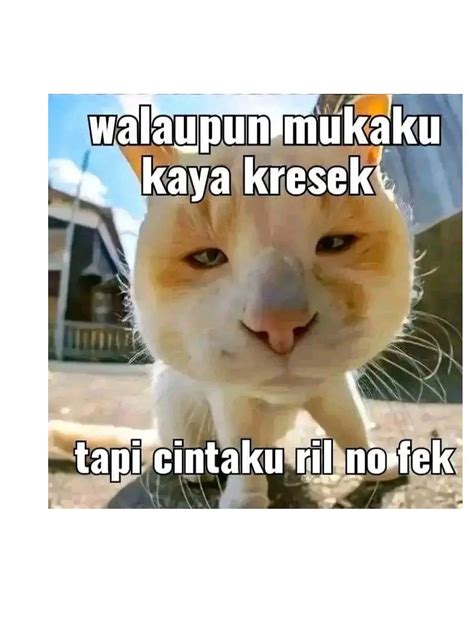 6 Meme Lucu Kucing Ini Bikin Geregetan, Cocok Buat Stiker WhatsApp ...