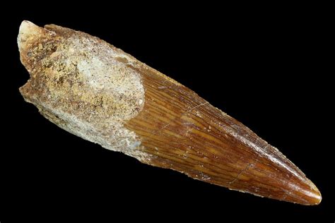 204 Real Spinosaurus Tooth 90158 For Sale