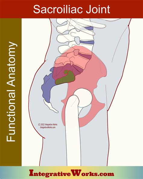 Sacroiliac Joint Functional Anatomy Integrative Works