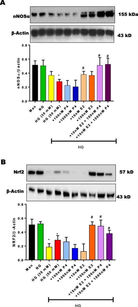 Nitric Oxide Synthase Artofit