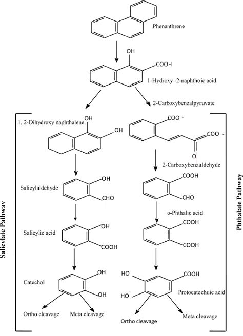 Bacterial Phenanthrene Degradation Pathway Phenanthrene Is First