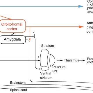 (PDF) Emotion, motivation, decision-making, the orbitofrontal cortex ...