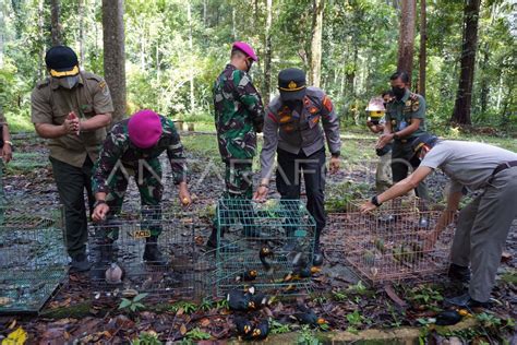 Pelepasliaran Satwa Endemik Papua Antara Foto